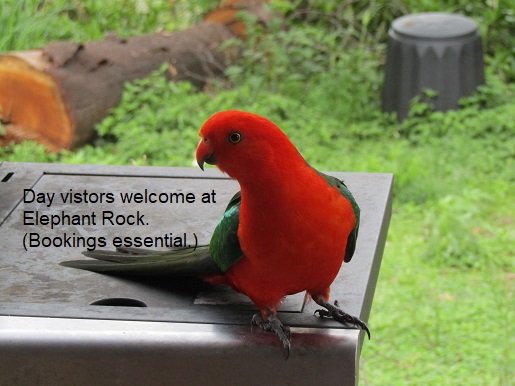 king parrot welcoming day visitors